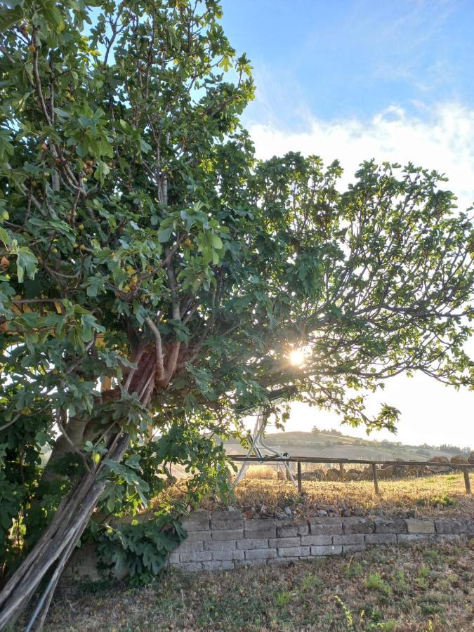 Agriturismo Podere Cherzo Cinigiano Ngoại thất bức ảnh